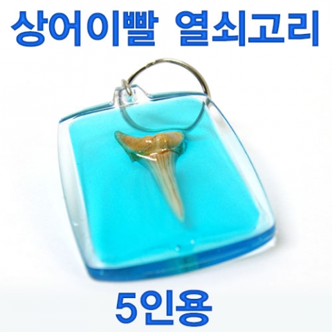 상어이빨 열쇠고리(5인용)