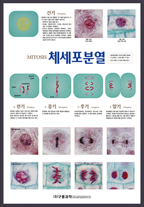 체세포분열 판넬