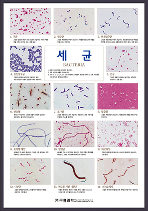 세균(판넬)