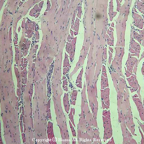 골격근슬라이드표본